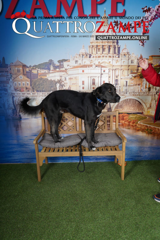 Concorso Fotografico - QuattroZampe in Fiera - Roma - Marzo 2022