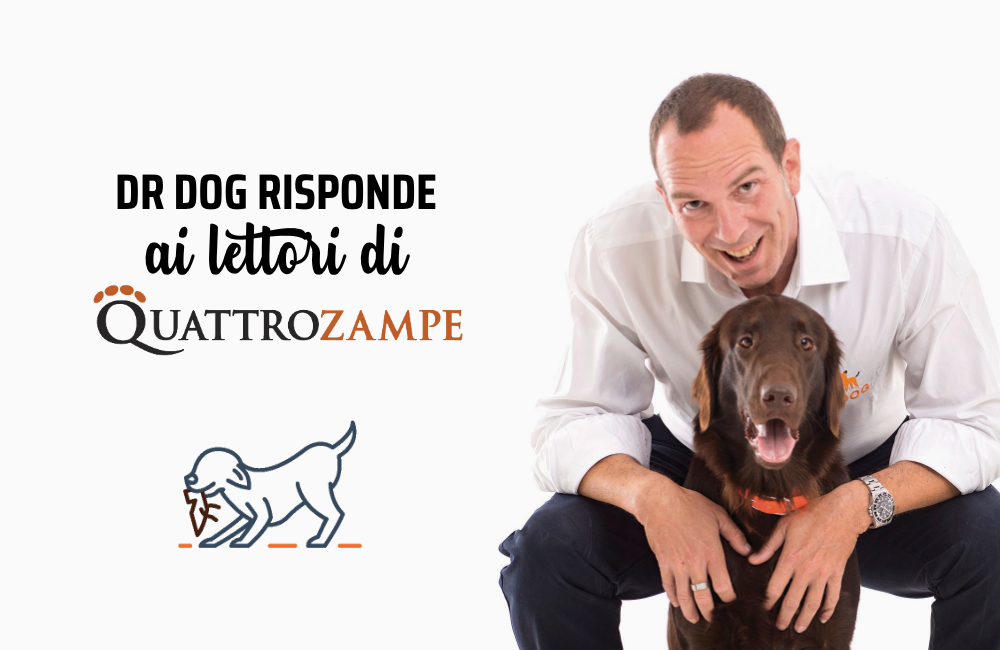 Distruzioni da cucciolo: perché Fido distrugge casa quando è da solo?