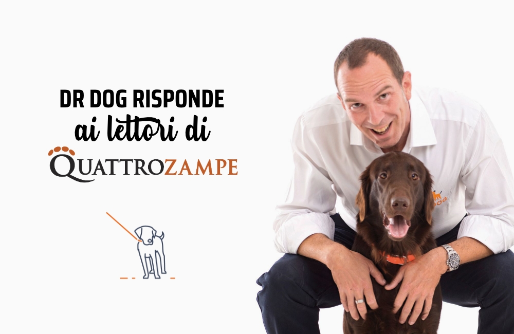 Stereotipie: perché i cani digrignano i denti?