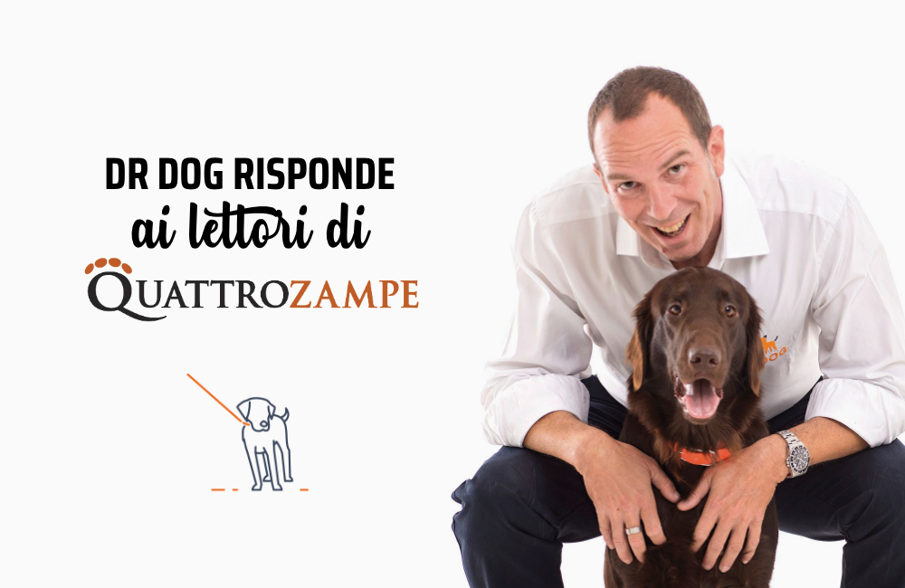 Aggressività intraspecifica del cane