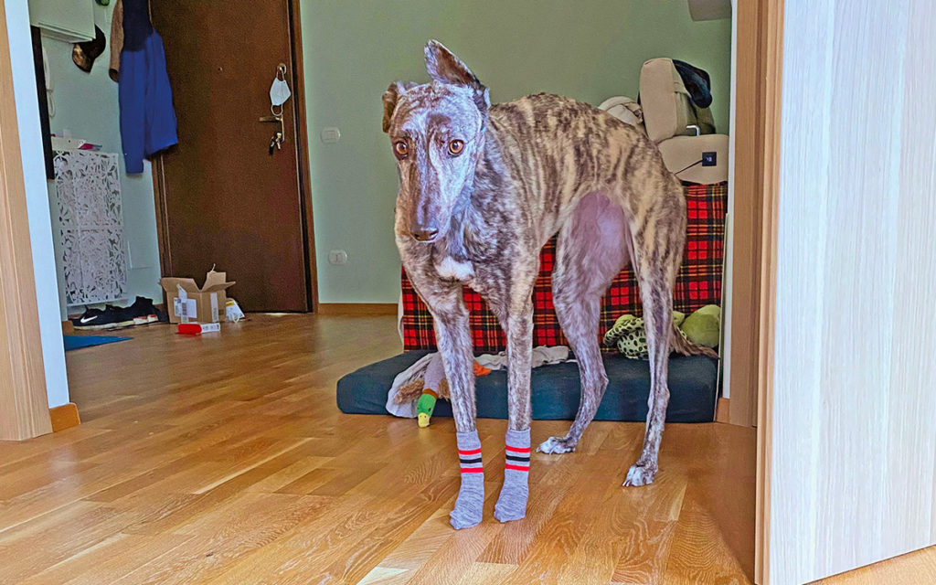 Holly, dalle corse alle coccole