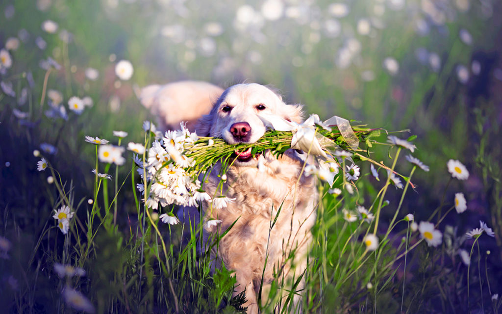 Monge, l’amore per gli animali passa dall’attenzione verso il Pianeta