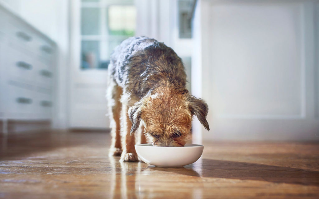 Cani e gatti, il benessere parte dal peso-forma