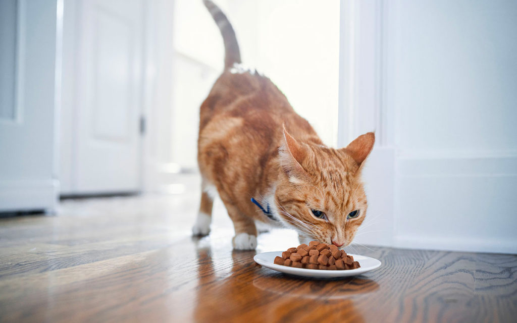 Cani e gatti, il benessere parte dal peso-forma