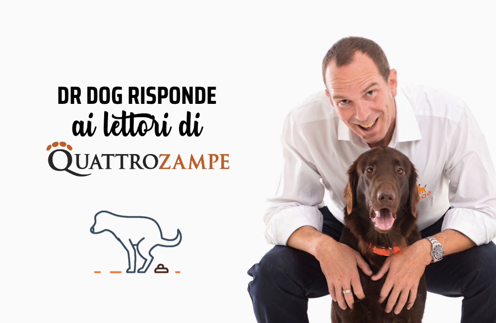 Eliminazioni inappropriate: perché il mio cane sporca in casa