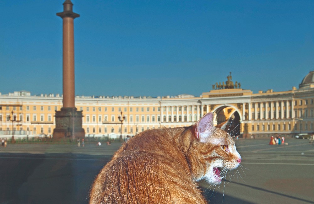 I gatti dell’Ermitage
