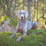 Weimaraner