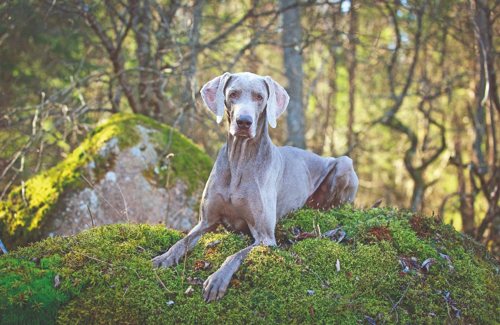 Weimaraner