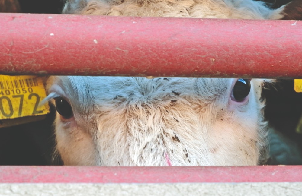 L’orrore del trasporto di animali vivi