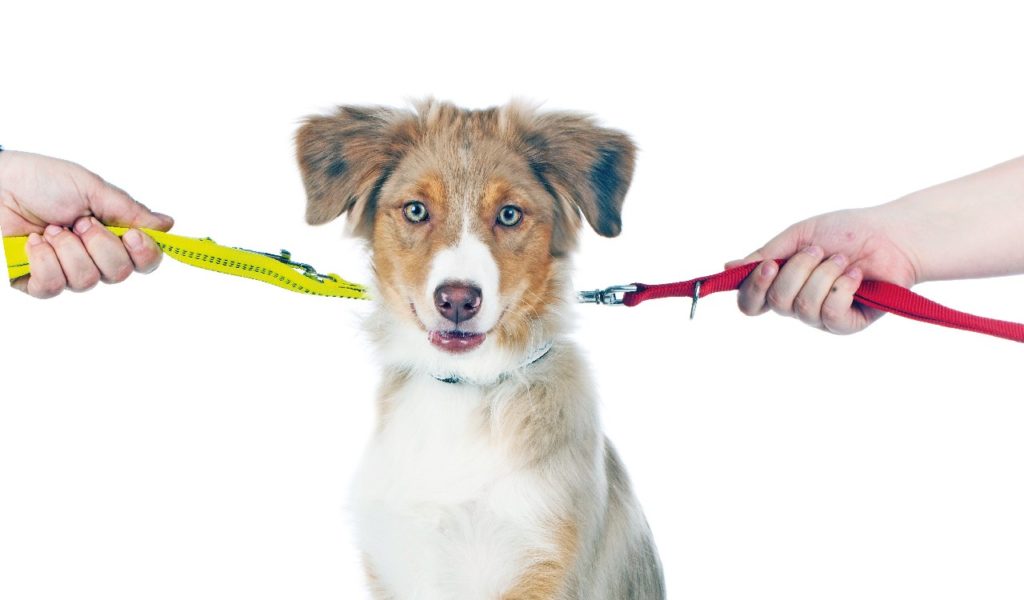 Separazione: a chi affidare il pet?