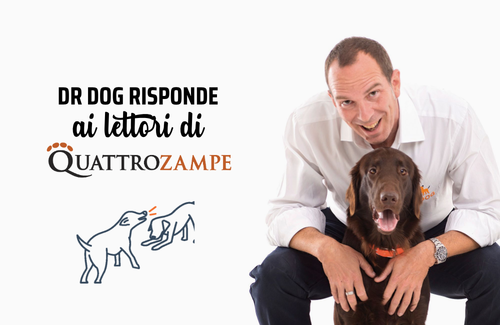 Il mio cane Corso non sopporta la vista di altri cani