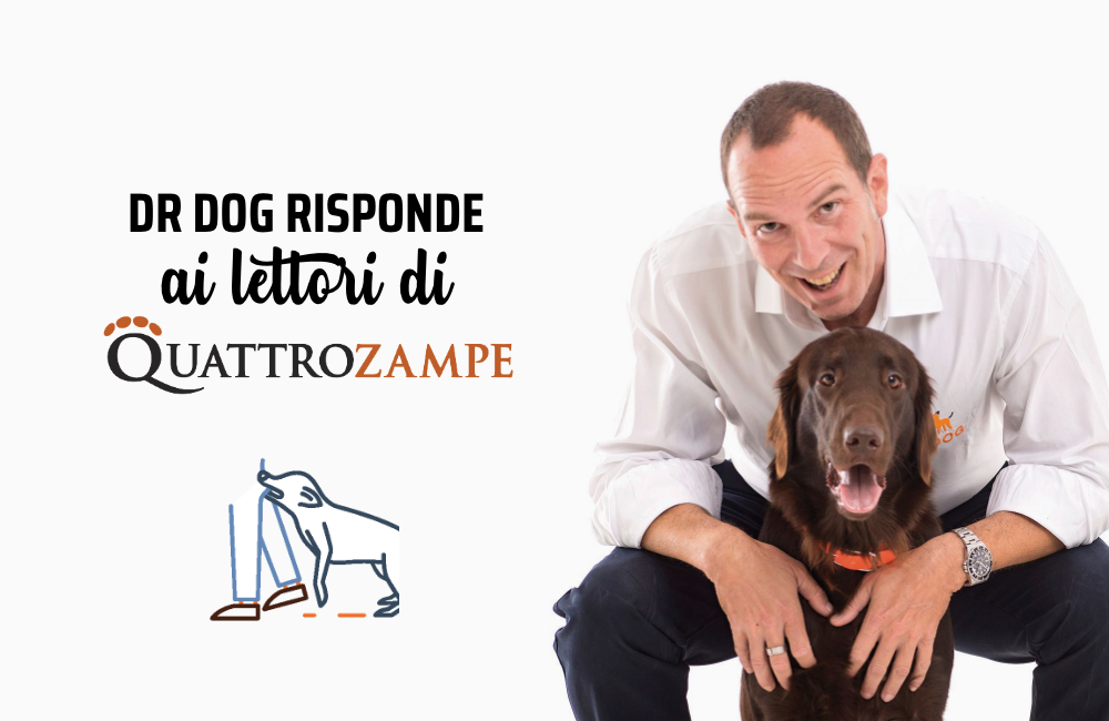 Comportamento aggressivo nel cane: il nostro volpino ci morde!