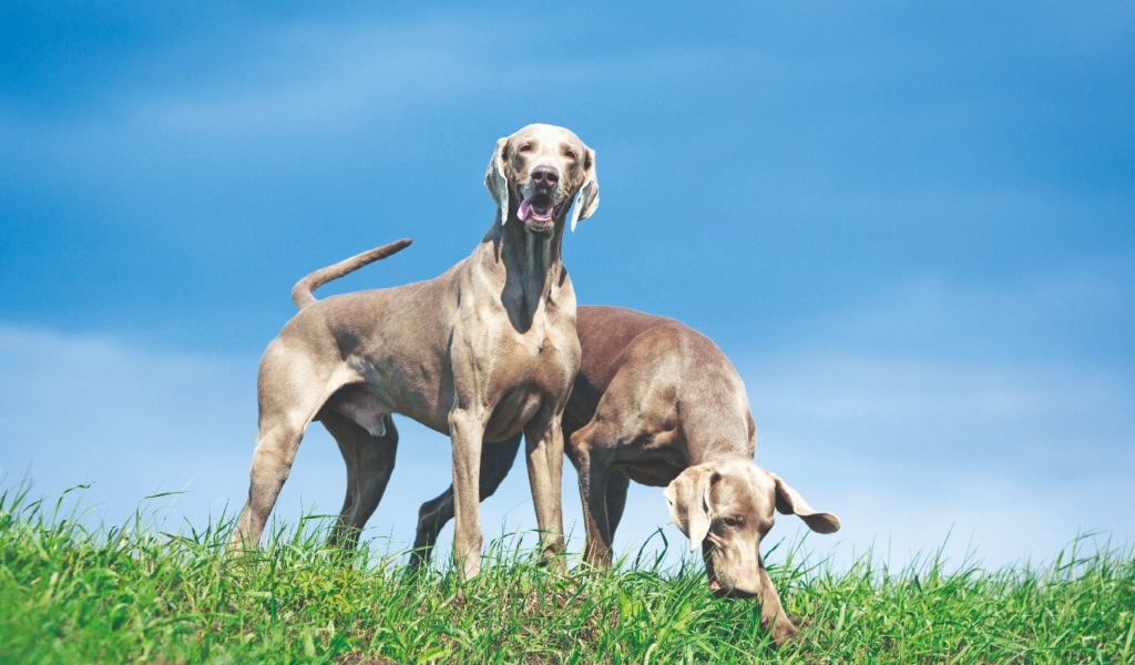 Weimaraner