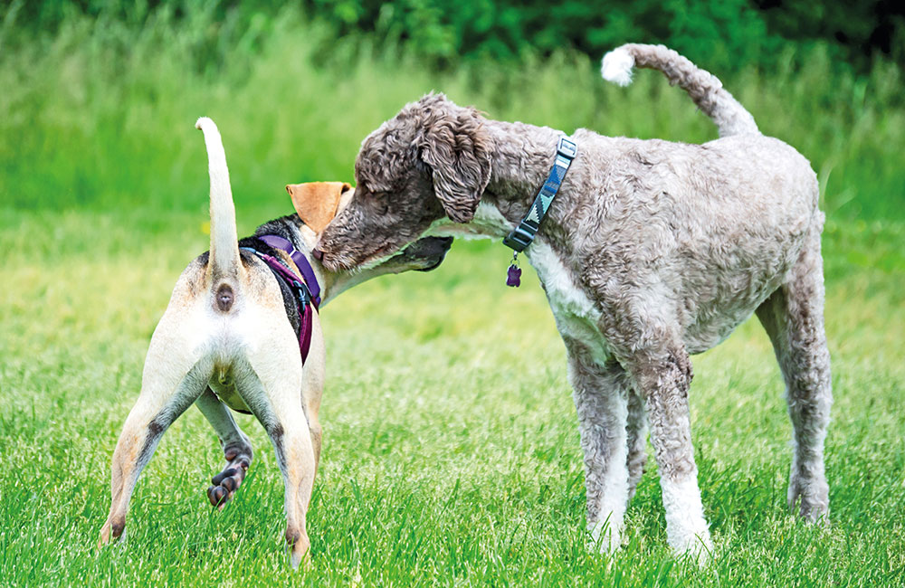 Come evitare le risse nell’area cani