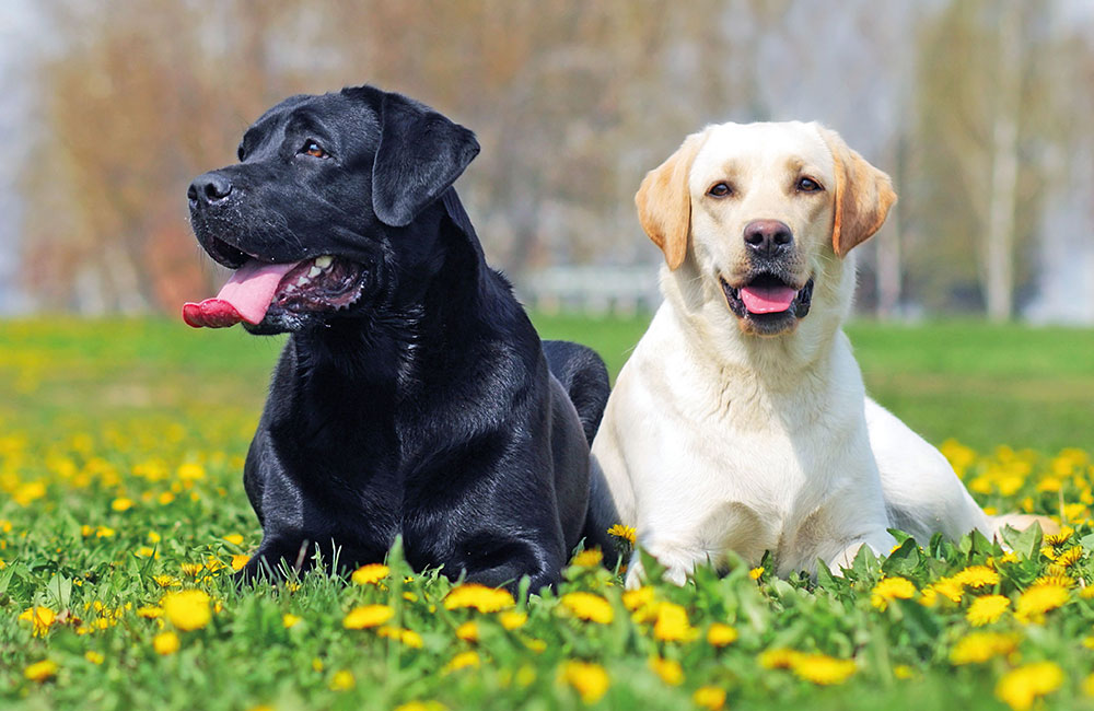 Labrador Retriever