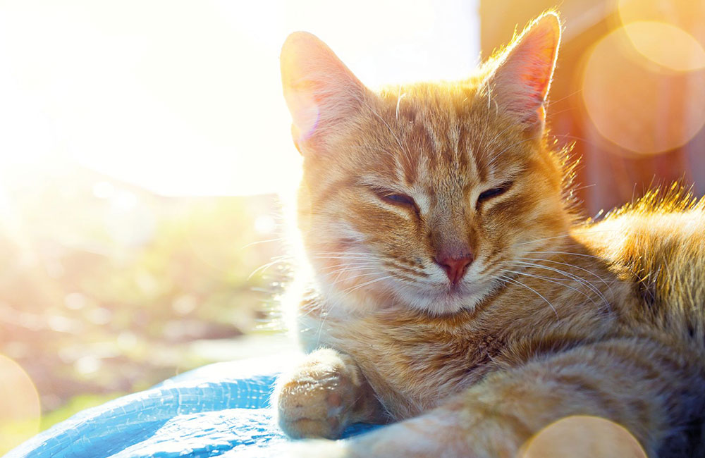 Perché micio cerca il calore?