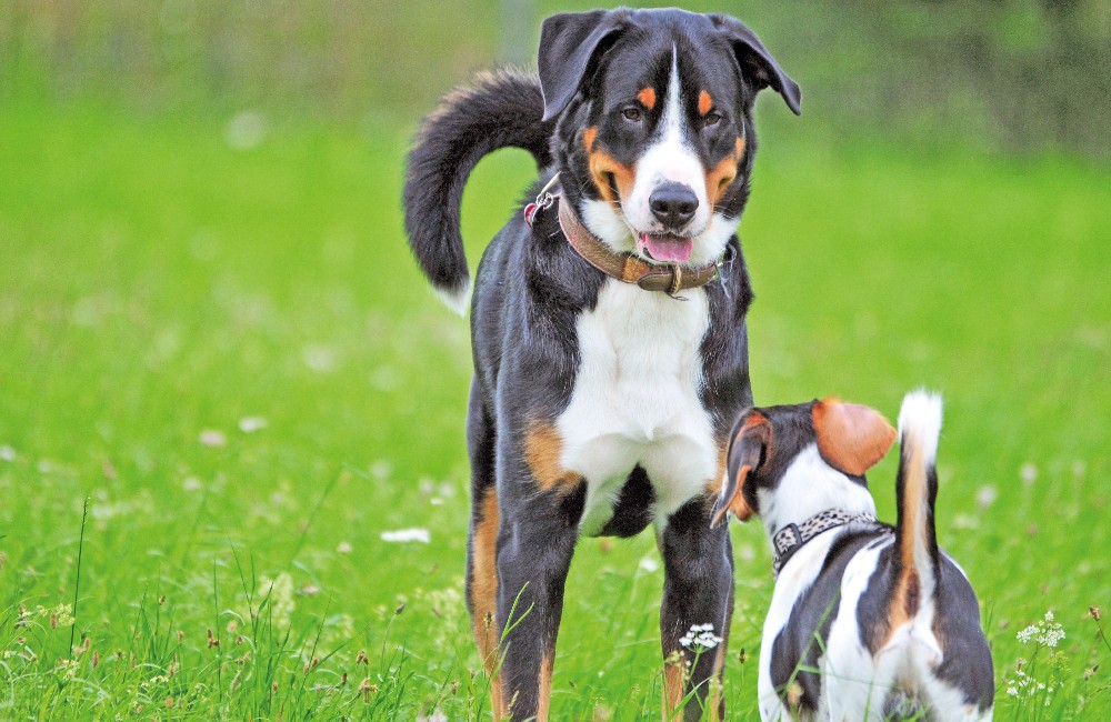 Come presentare Fido a un altro cane