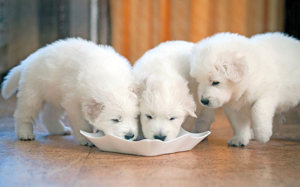 Sensibilità alimentari? Ecco la soluzione per cani e gatti