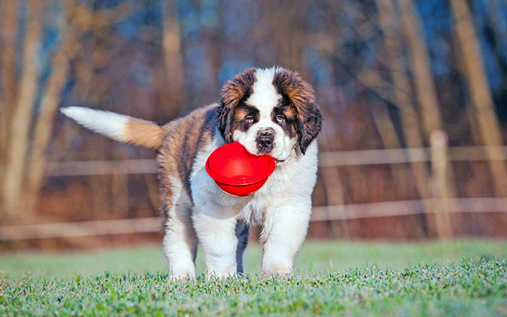 Sensibilità alimentari? Ecco la soluzione per cani e gatti