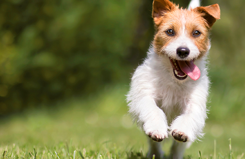 Sensibilità alimentari? Ecco la soluzione per cani e gatti