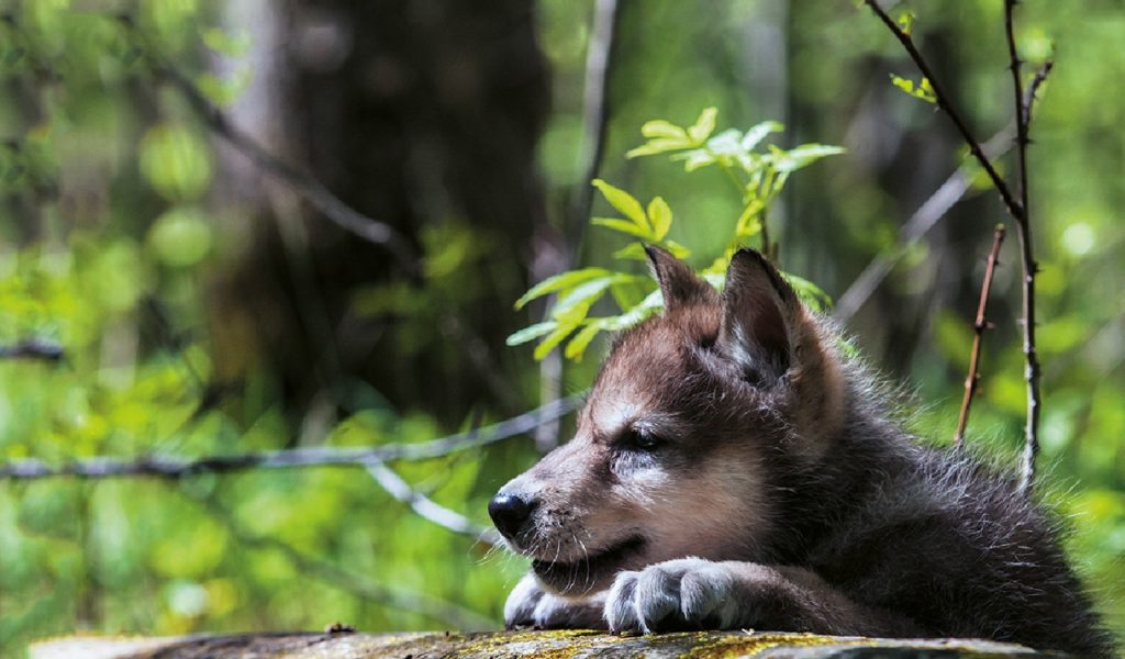 Quattrozampe, l’importanza di mangiare secondo natura