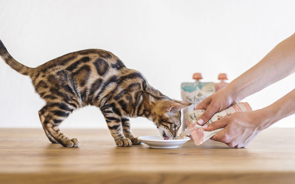 Arriva un cucciolo, l’avventura parte dalla ciotola