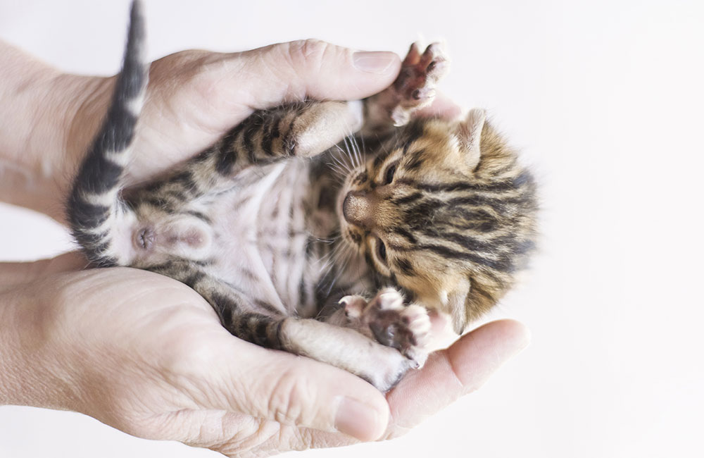 Arriva un cucciolo, l’avventura parte dalla ciotola