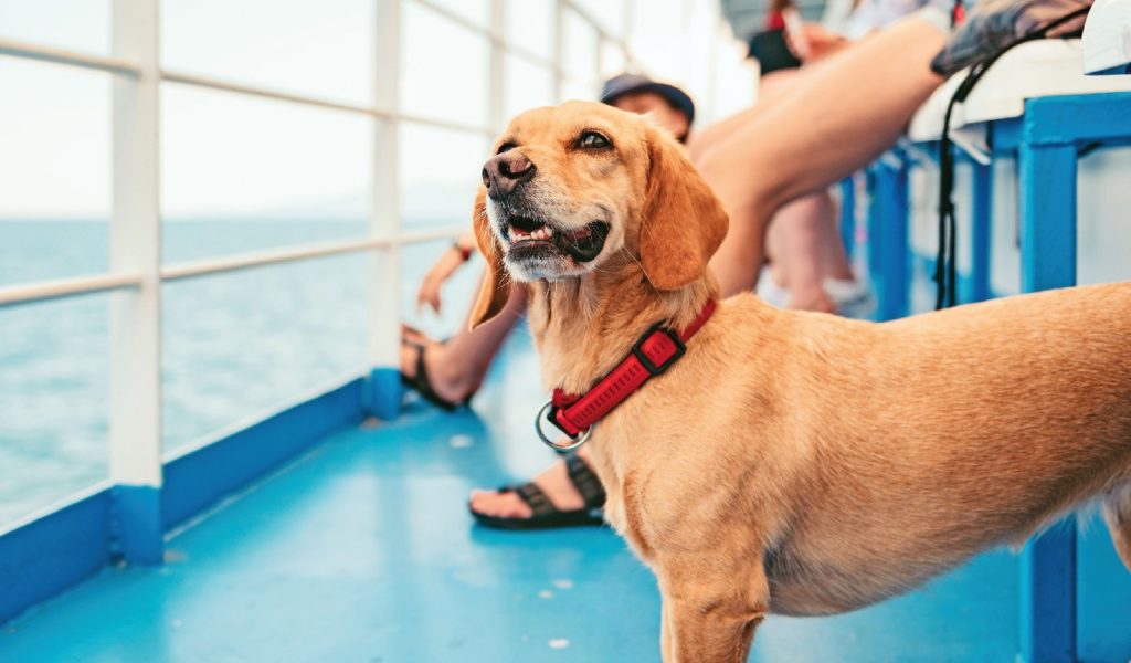 Il cane in viaggio