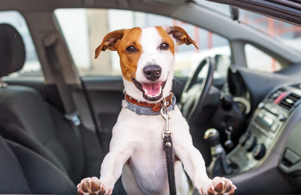 Il cane in viaggio