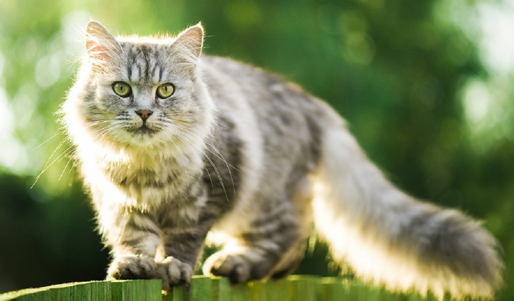 Quattrozampe, l’importanza di mangiare secondo natura