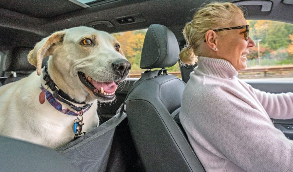 Viaggiare in auto con Fido