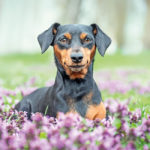 Pinscher