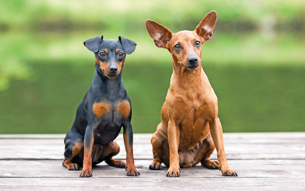 Pinscher