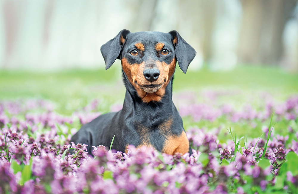 Pinscher