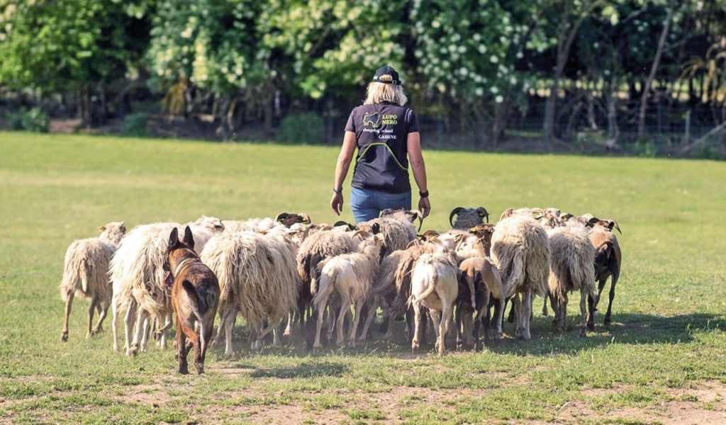 Sheepdog FISC: cura del bestiame