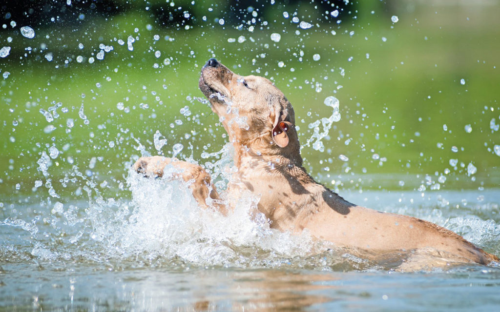 Fido e gli sport acquatici