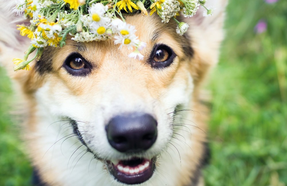 Fiori di Bach, supportano le emozioni animali