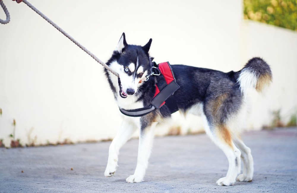 Il cane tira al guinzaglio?