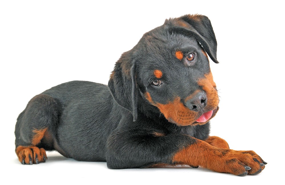 Rottweiler