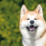 Akita