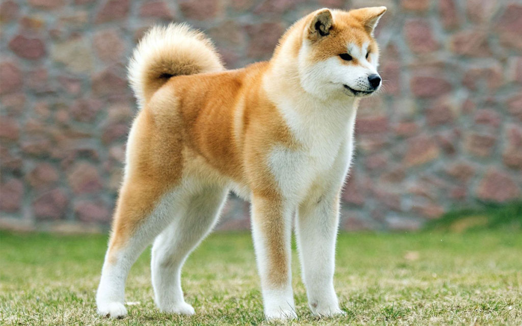 Akita