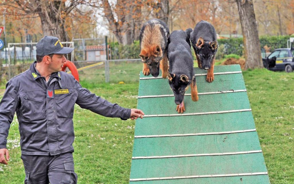 I cani eroi della guardia di finanza