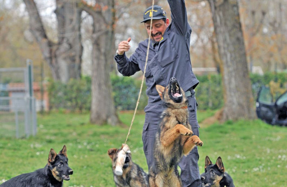 I cani eroi della guardia di finanza