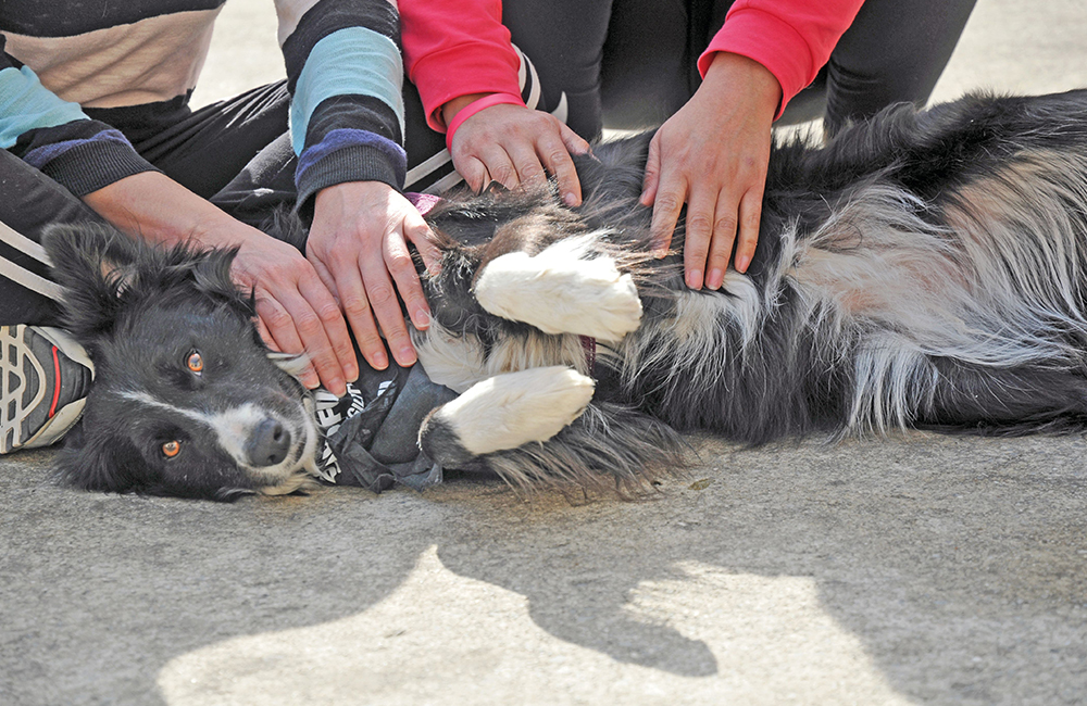 Cani, maestri di vita