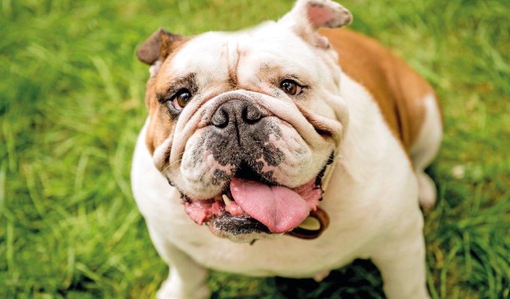 Bulldog Inglese