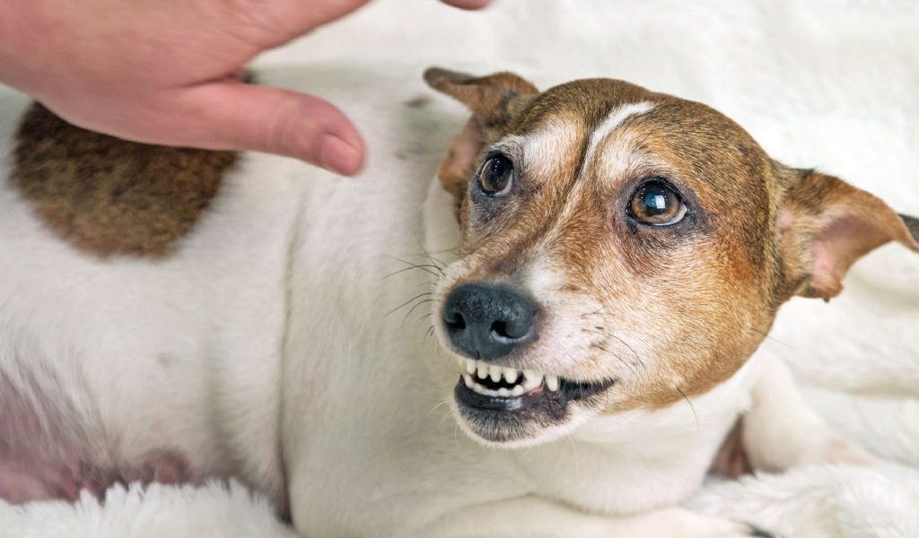 Come vincere la paura dei cani