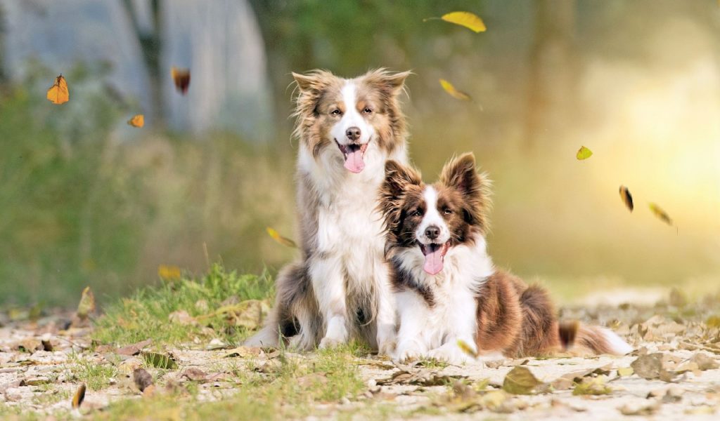 Border Collie