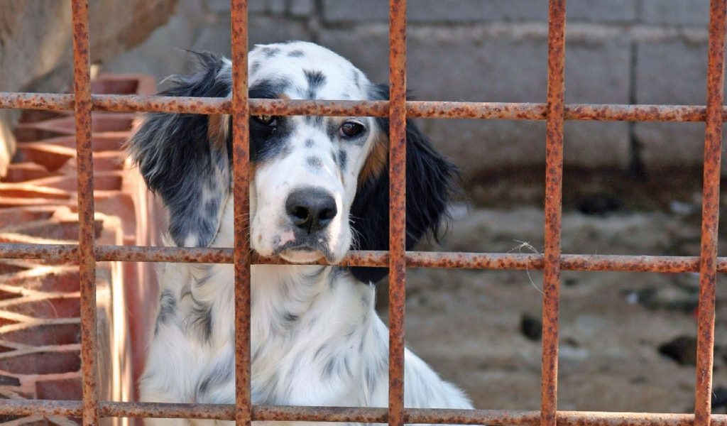 Il cane si ferisce? Niente cure, si abbatte