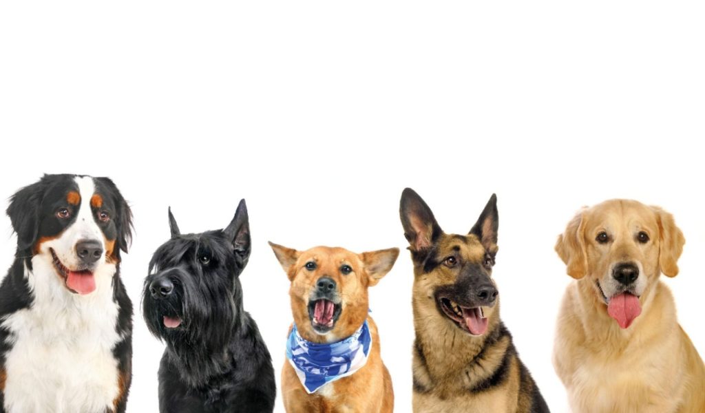 Rispettare l’etologia del cane