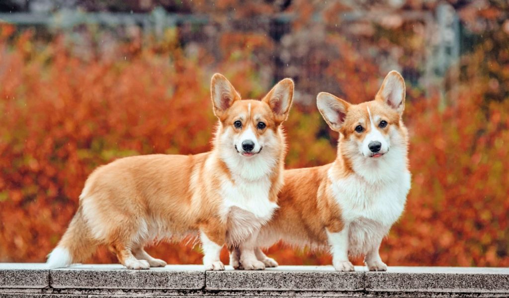 Welsh Corgi Pembroke